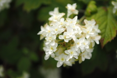 紫陽花_19  カシワバアジサイ