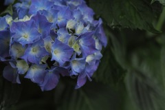 紫陽花_2