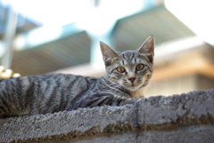 cat_374　近いにゃ(汗)