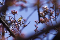 桜とカワラヒワ