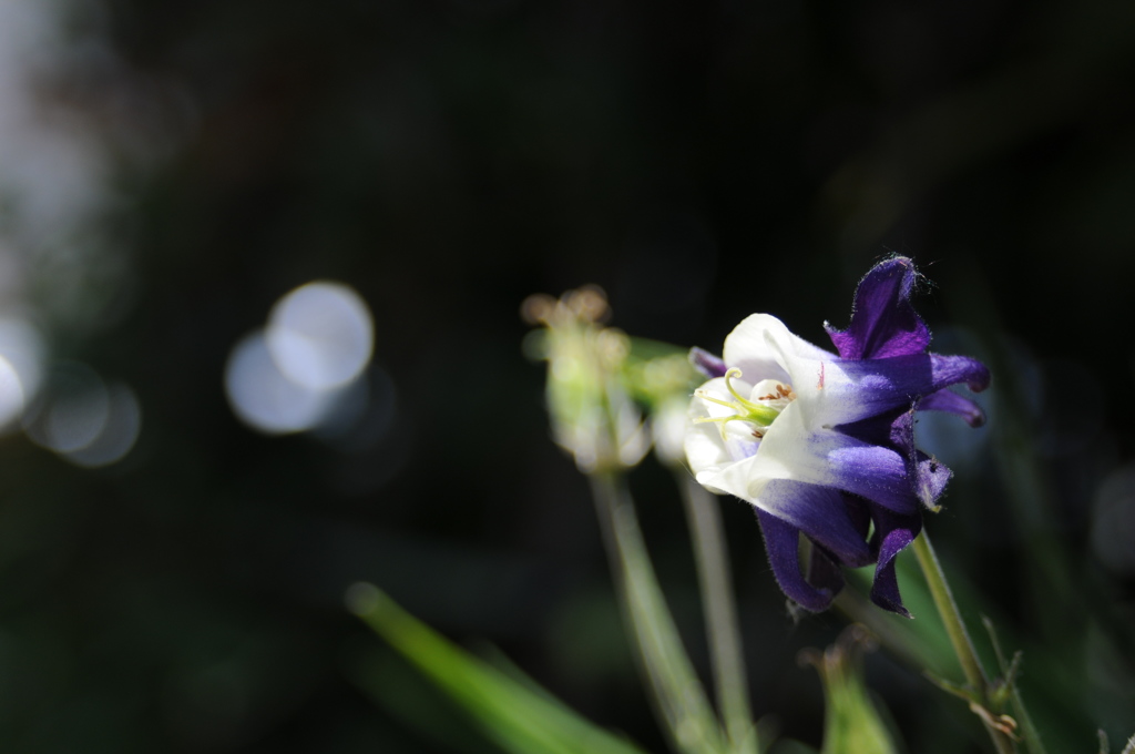 白い吐息 By こはく Id 写真共有サイト Photohito