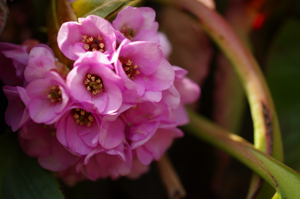 ヒマラヤユキノシタ_1