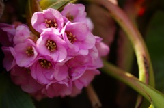 ヒマラヤユキノシタ_1