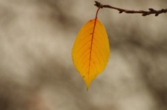 3_木の葉