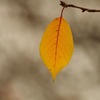 3_木の葉