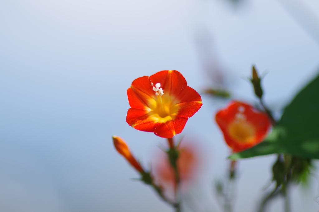 マルバルコウソウ_1