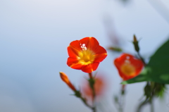 マルバルコウソウ_1