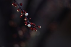 白梅_蕾
