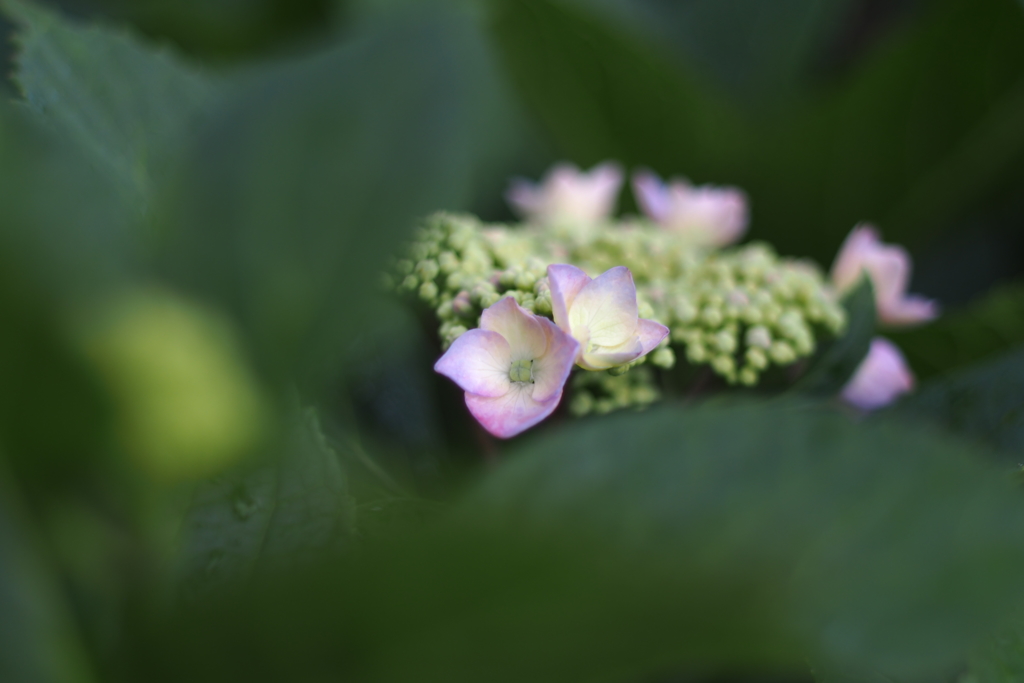 紫陽花_4