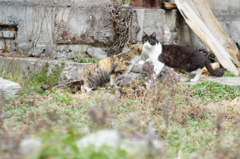 cat_237　こんにち…ん?
