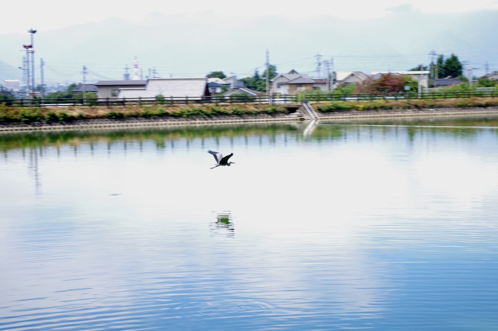 11_鳥