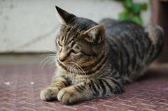 cat_110  ん?