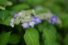 紫陽花_1　咲き始め