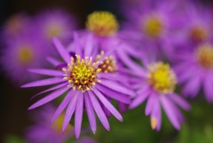 野紺菊35_3