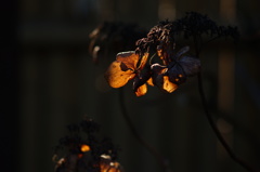 冬の紫陽花