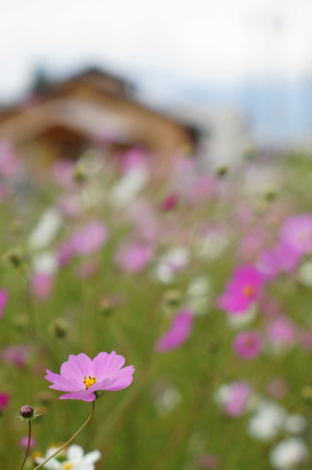 秋桜_13