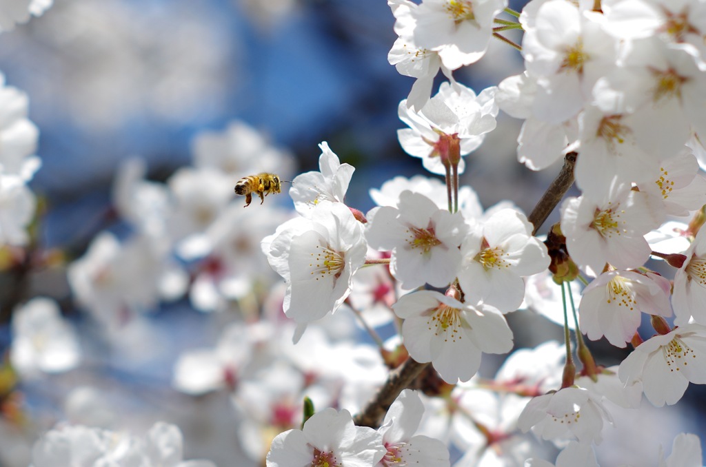 桜_10　ブーン♪