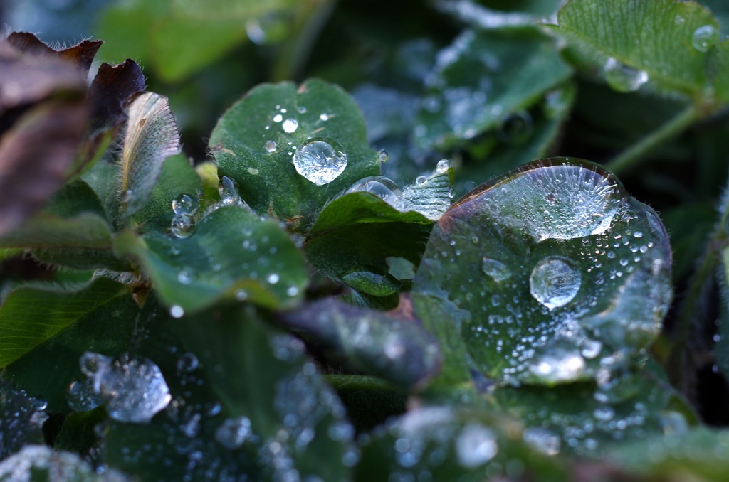 氷の雫_2