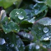 氷の雫_2
