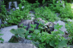cat_47  誰にゃ?!
