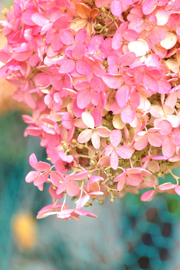 紫陽花_紅葉