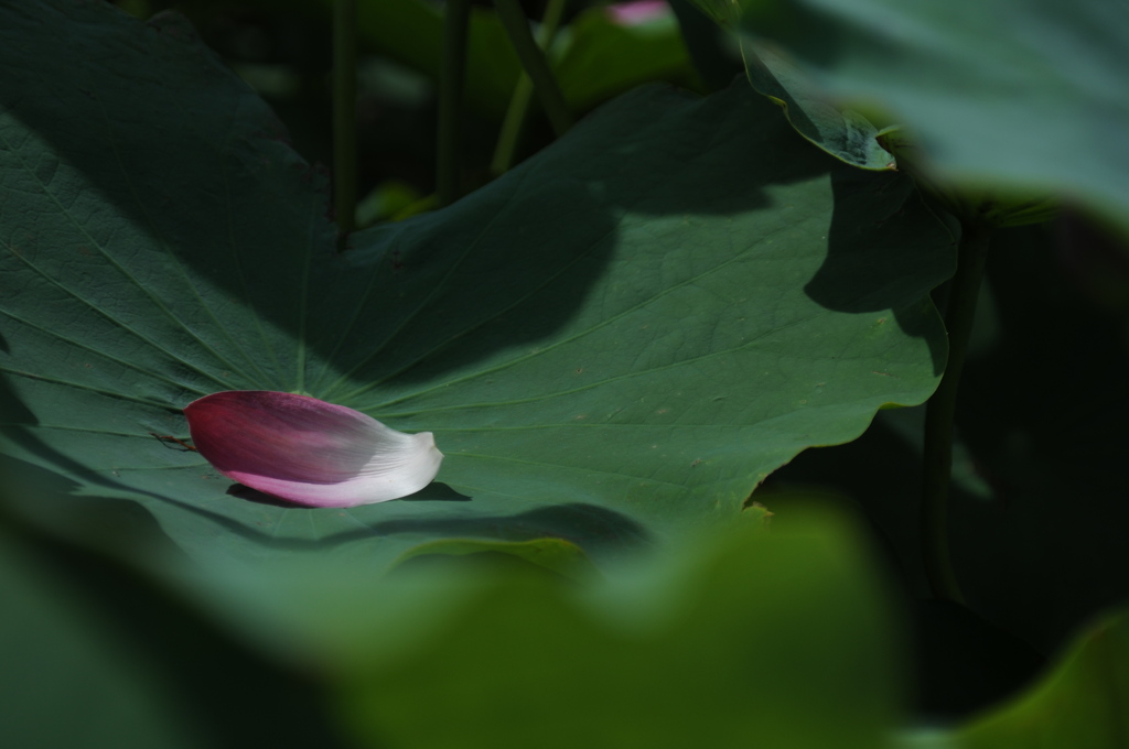 蓮_10