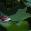 蓮_10