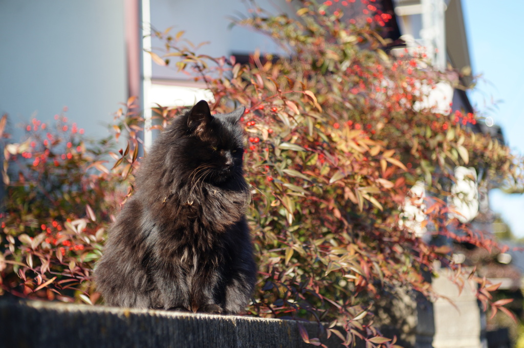 cat_485　モフモフの黒猫