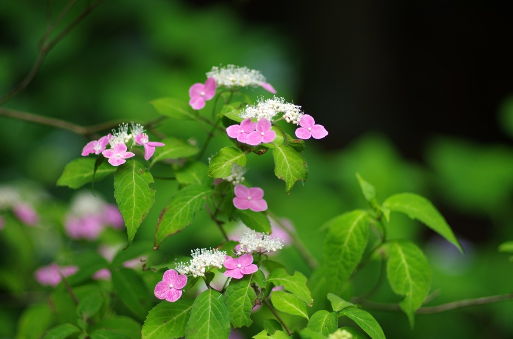 紫陽花_ピンク系2