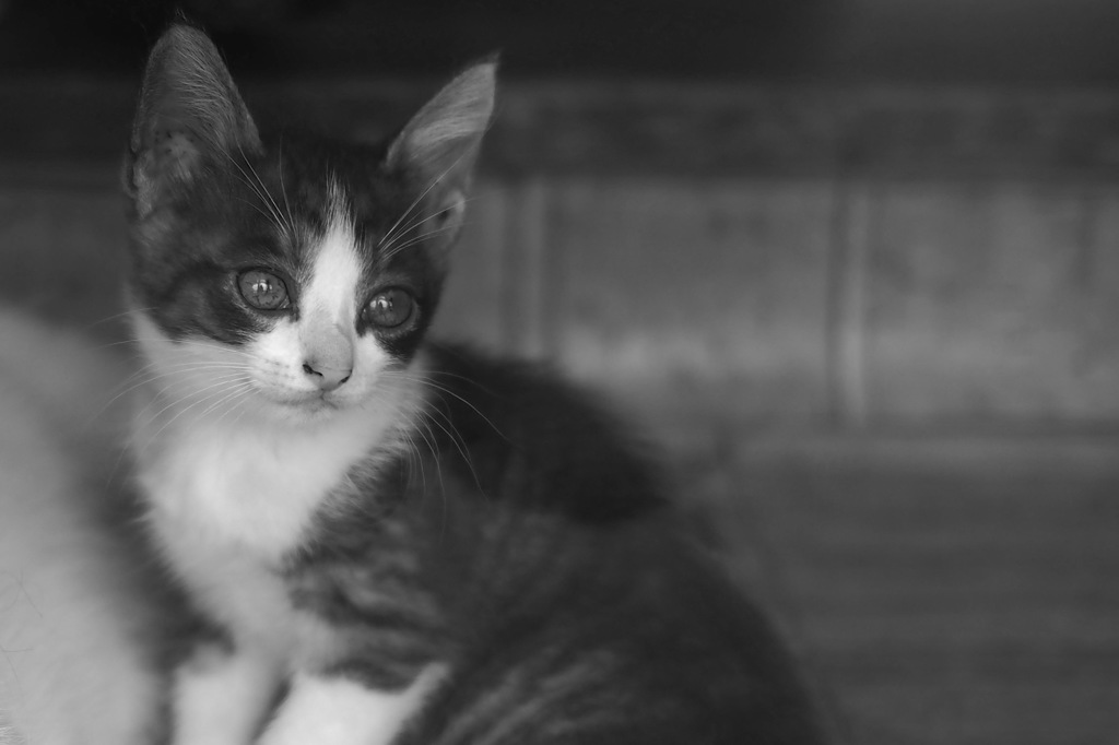 子猫