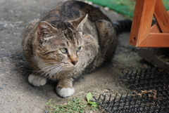 cat_281　あれは何かにゃ