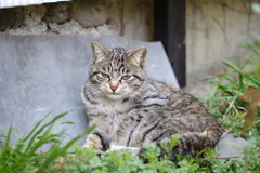 cat_247　フッ
