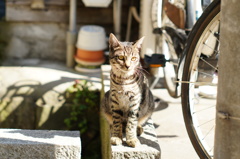 cat_100