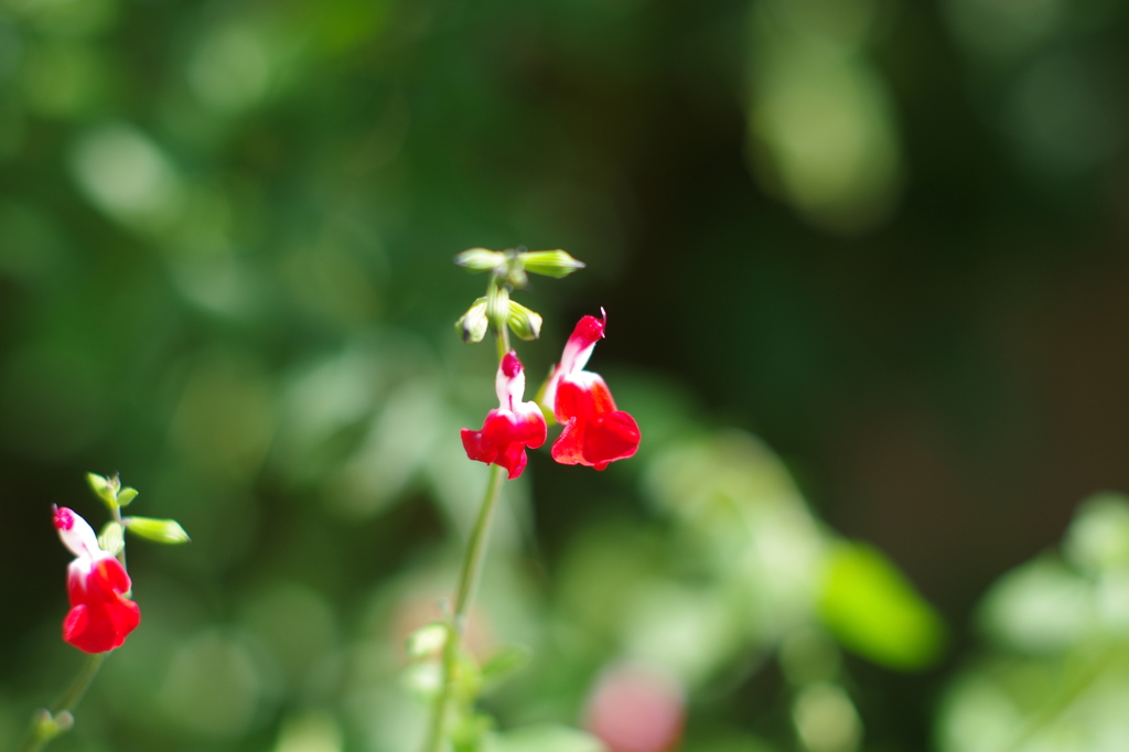 ホットリップス_1