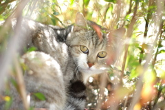 cat_252　おはよー