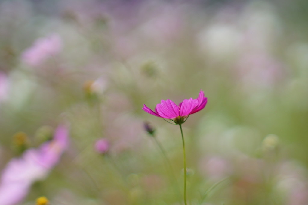 秋桜_9