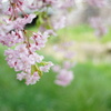 桜咲く_13