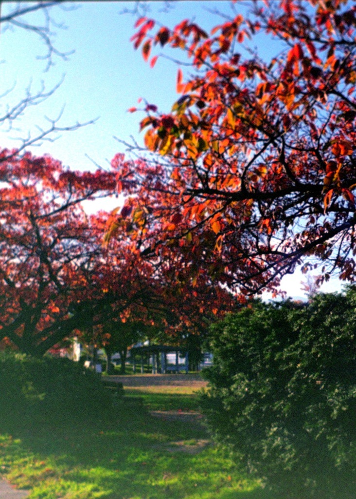 秋の公園5_フィルムにて