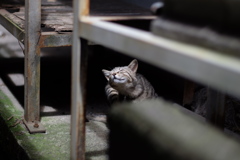 cat_339　寝起き