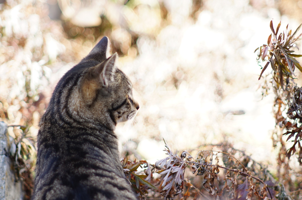 cat_214　空き地にて