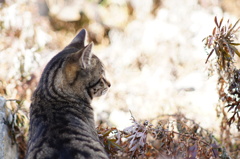 cat_214　空き地にて
