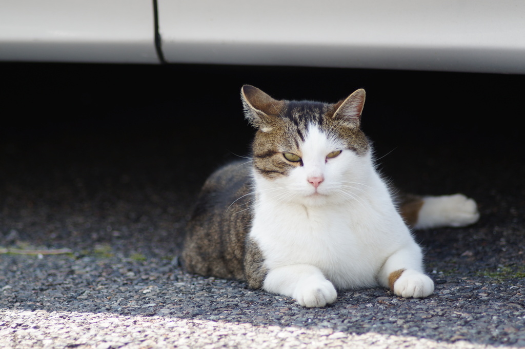 cat_542　御機嫌斜めですか?