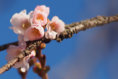 十月桜_2