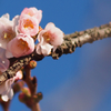 十月桜_2