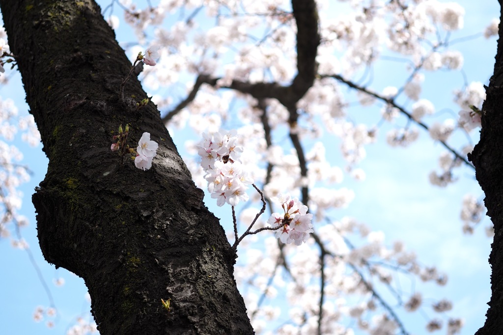 桜_1