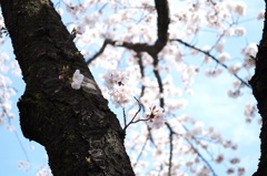 桜_1