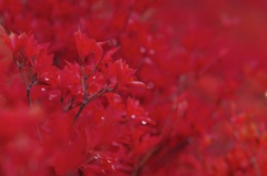 紅葉_1