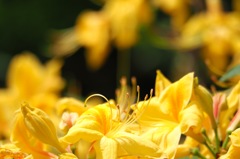 黄色いツツジ