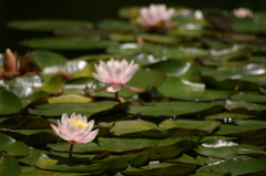 睡蓮_8