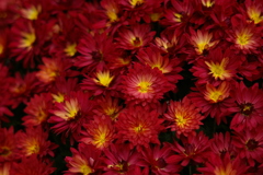 M120試し撮り_赤い菊